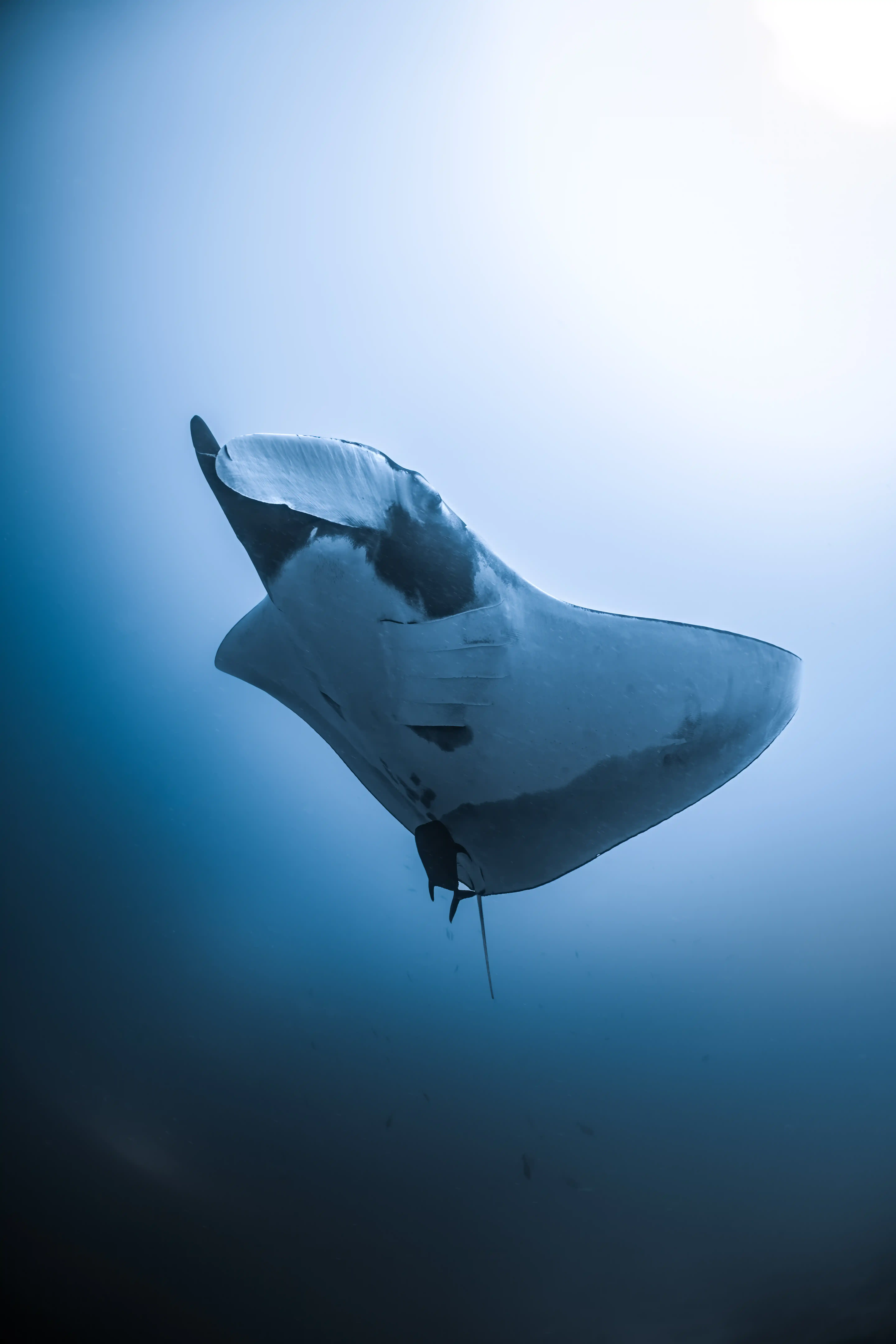 Close encounter — Tiger Harbour, Fuvahmulah underwater photography by Sina Ritter