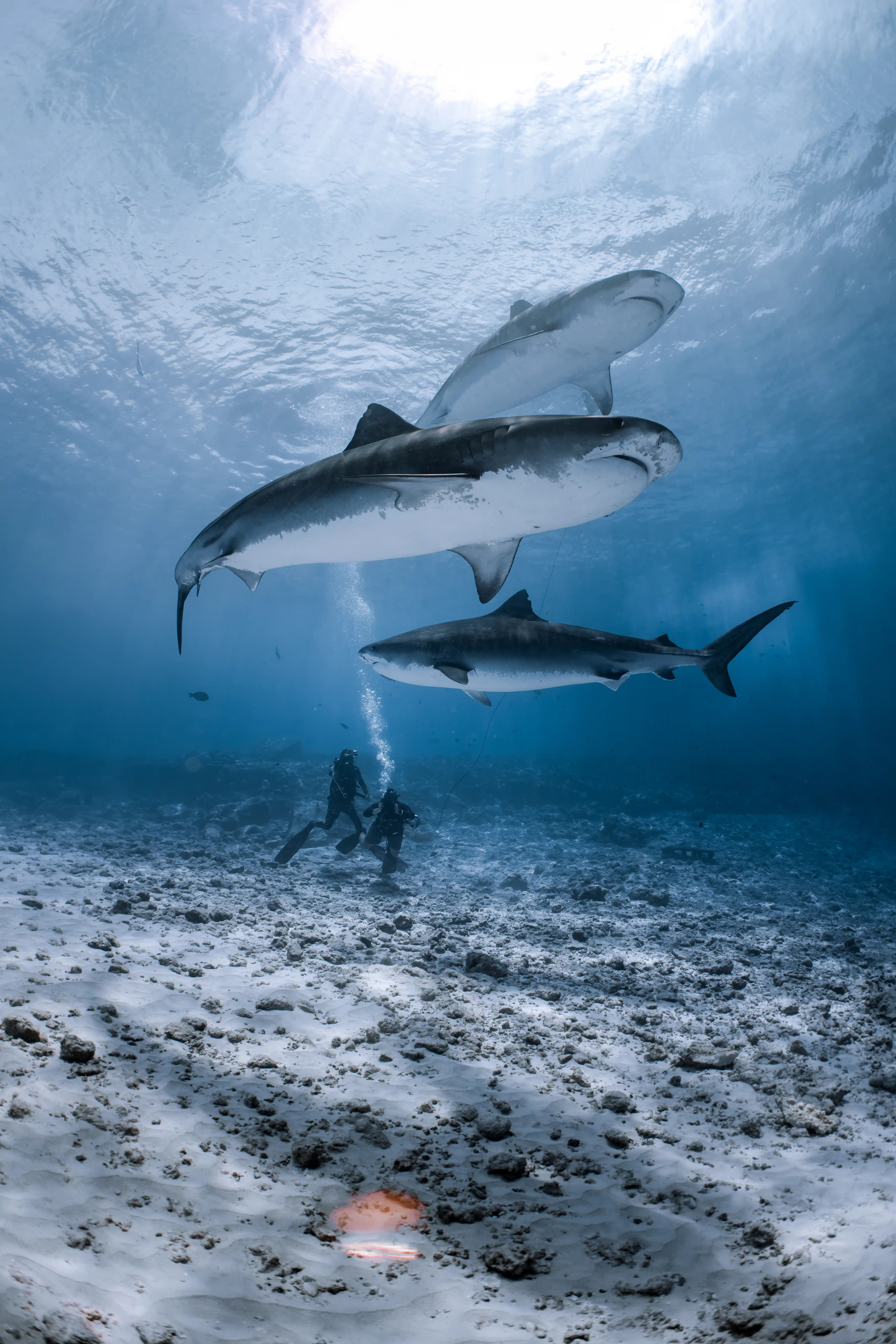 Cleaning station — Kudhu Falhagando, Fuvahmulah underwater photography by Sina Ritter