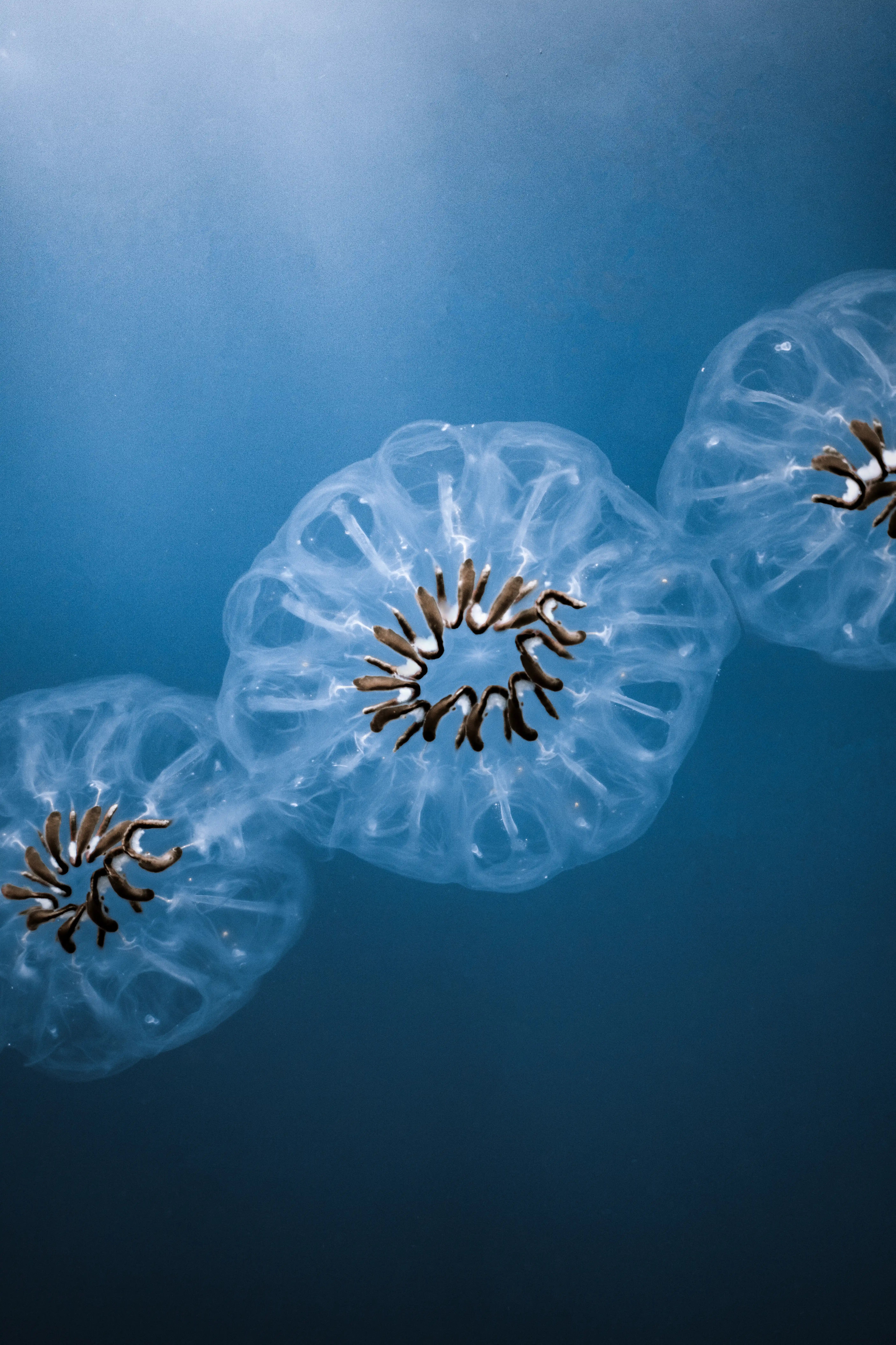 Pelagic passage — Open water, Fuvahmulah underwater photography by Sina Ritter